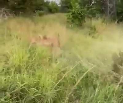 A fantastic takedown by a lion captured live on Camera