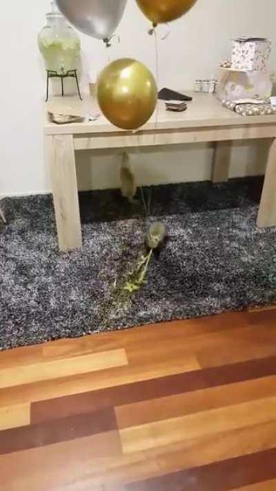 Adventures of Ori & Gumo - How get dem floaty bubbles!