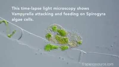 The Vampire Amoeba. It sucks other miscroorganisms as its food.