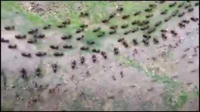 Граница между термитами и муравьями. С каждой стороны выставлены пограничники.