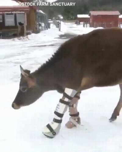 Lt. Dan, you got legs!