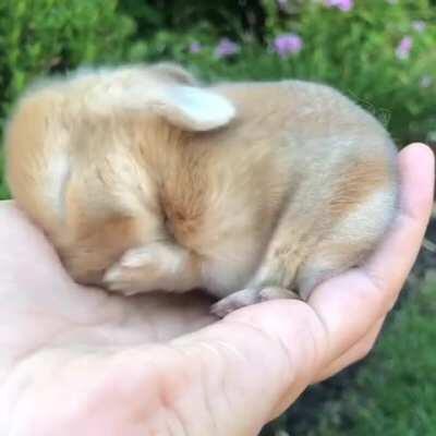 has anyone ordered some quality eyebleach