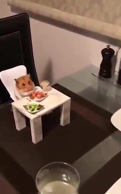 Well-behaved dinner companion. Hamtaro