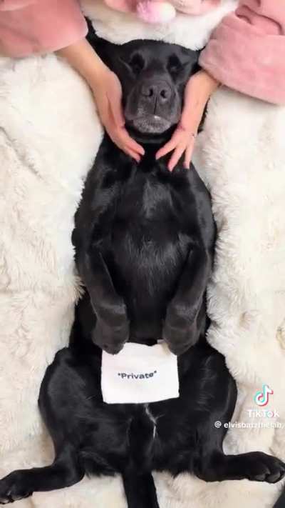 Dog gets a spawday 🧼 😌 🐶