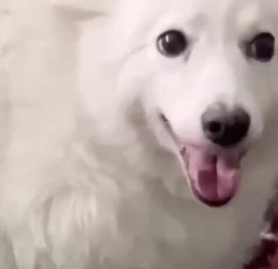 Your sheep needs sheering