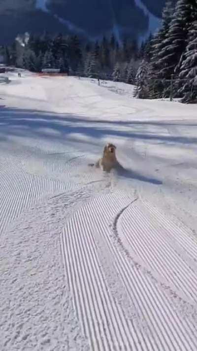 Golden Attempt at Skiing