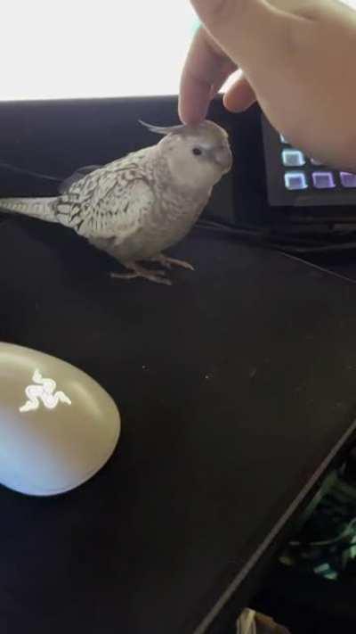 He finally let me pet him without backing away 🥰