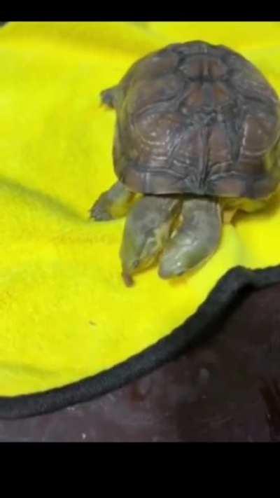 The two headed turtle future Kaiju