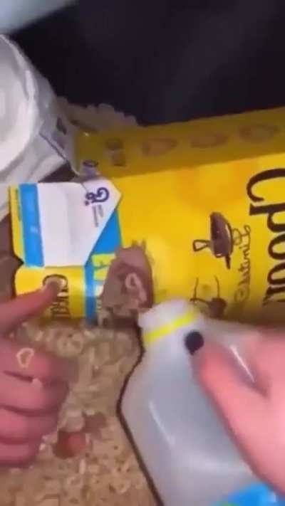 Gollamantı sikmeye götürüyorum