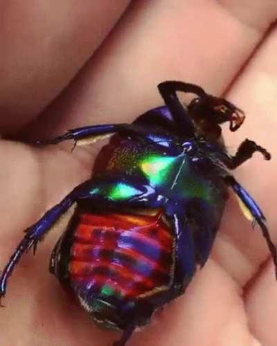 Count the colours 🧡