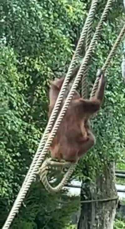 Crazy epic MONKE fall and almost deaded