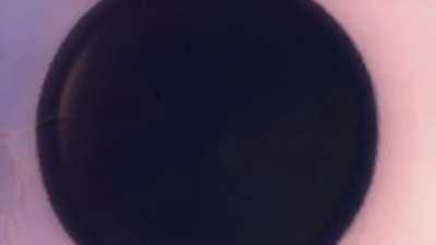 What if PVZ is in the breaking bad universe?