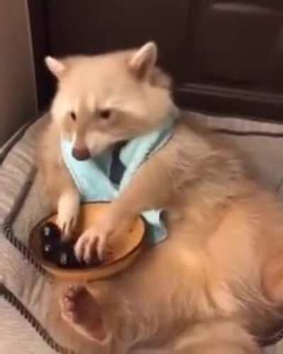 Royal little grabbies