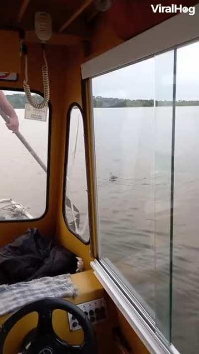 A boatman on a school boat in Brazil uses an oar to rescue an ocelot trying to cross the river.