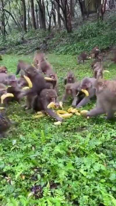 BLACK FRIDAY SALE FOR BANAN