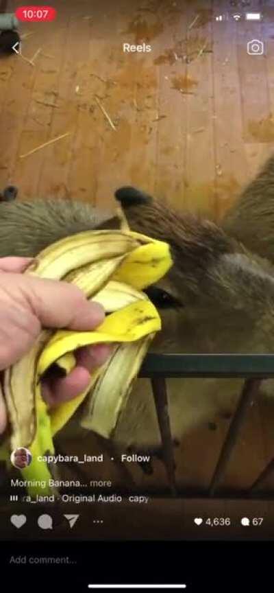 friend sent this to me on insta! Look at their polite little bites!