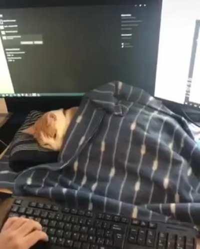 Cat won't stay off the keyboard so modern problems require modern solutions