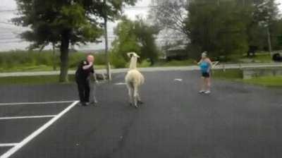 ANTIFA thug hunting down a brave law enforcement officer