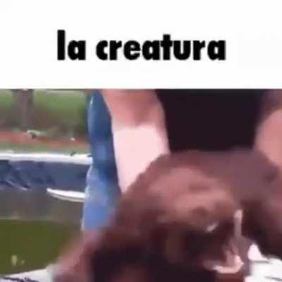 What the creatura doin