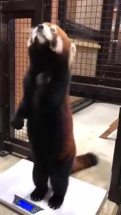 Cute Panda getting adopting humanly habits