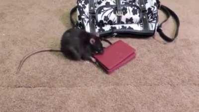 Ratatouille lost his job