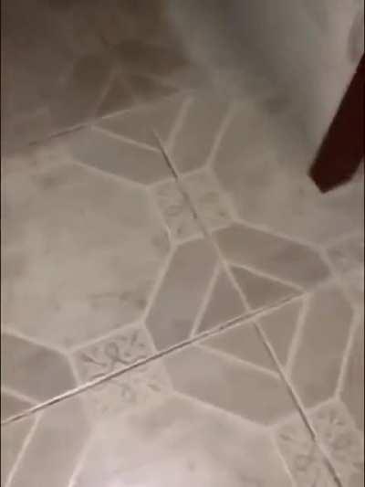 BeelcitosMemes - Video #8403