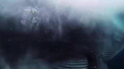 Terrifying whale encounter