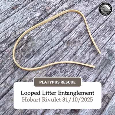 Platypus Rescue, Looped Litter Entanglement 31/10/2025