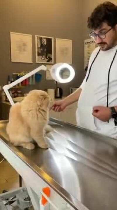 Angry cat vs vet . who will win?