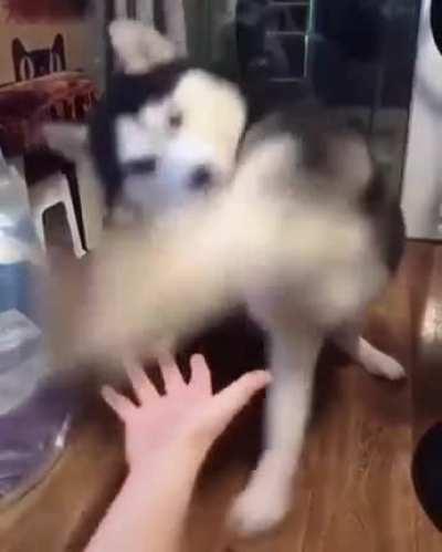 Husky Learning How To 