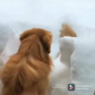 The infamous golden snow plow