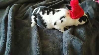 Hipster Bunn has come to gentrify your neighborhood with her relentless DIY renovations