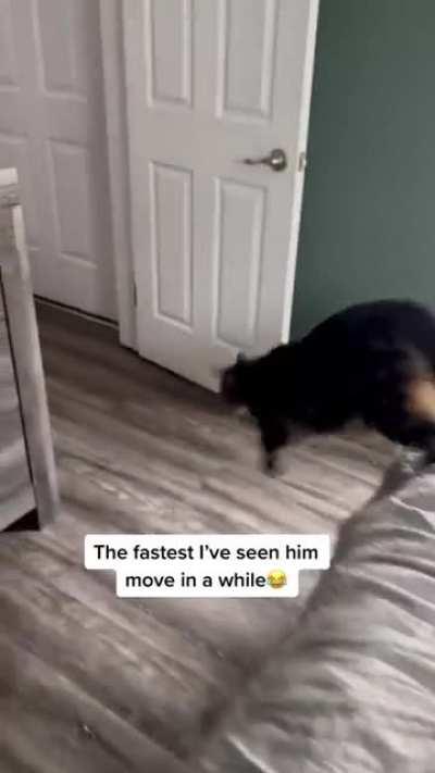 Chonker plating with the new kitten