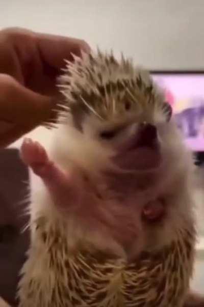 Kanyes hedgehog