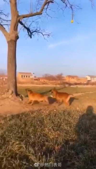 Ninja dog catching ball in tree