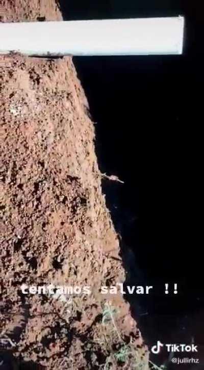 Hj o doguinho teve janta 🙌🙏🙏