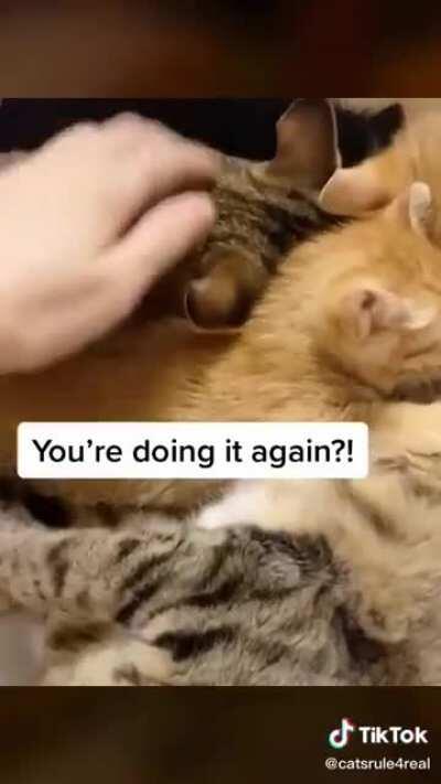 Daddy Cat keeps stealing Milk from his babies