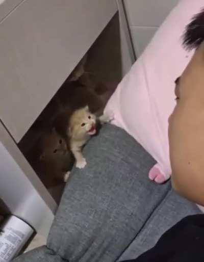 Feisty illegally smol kitty