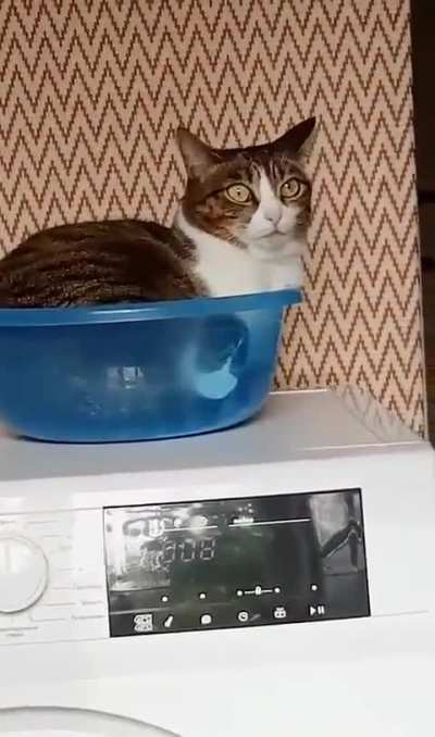 When your cat becomes part of the wash