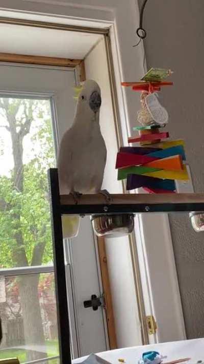 We are all about the peekaboo this morning.