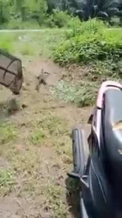 You’re free . Stay safe little fella......