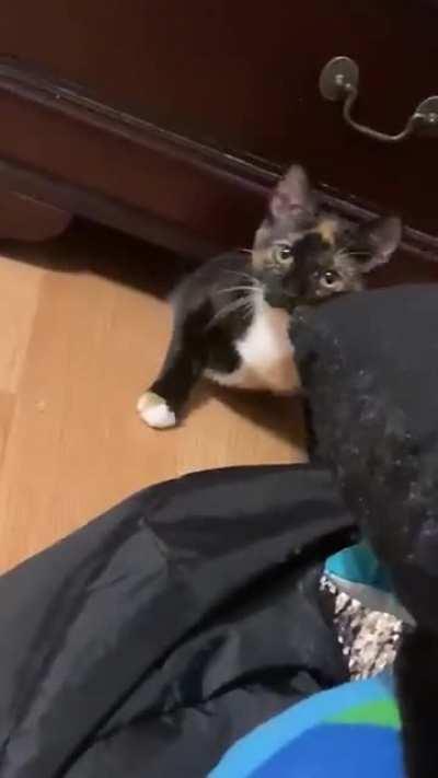 She loses her collar under there every time she does this