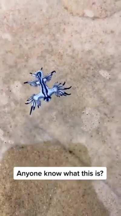What is this sea creature?