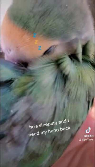 SleepyBirb
