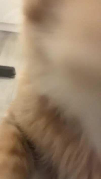 He gets up close and personal when he wants attention