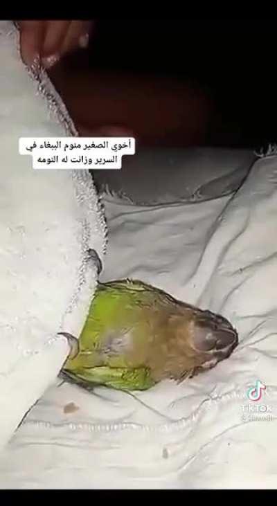 just let me fucking sleep