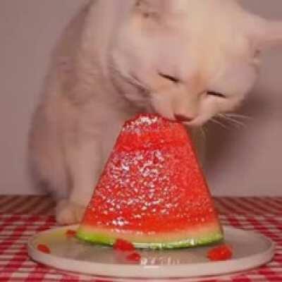 5:26 of a cat eating a watermelon