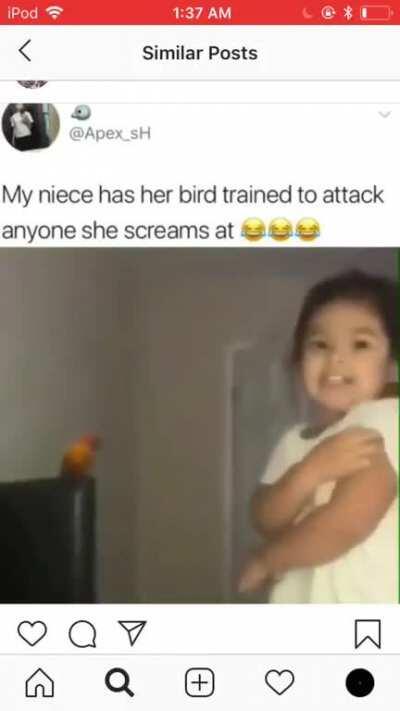 Bird attack