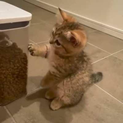 What do you feed your cats?🐈🐱