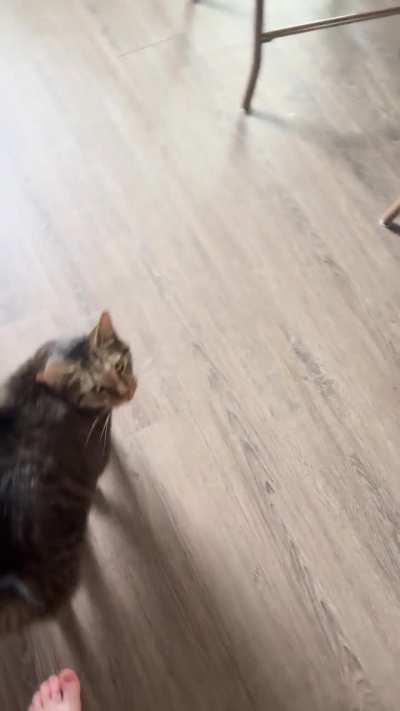 My celeb cat yelling